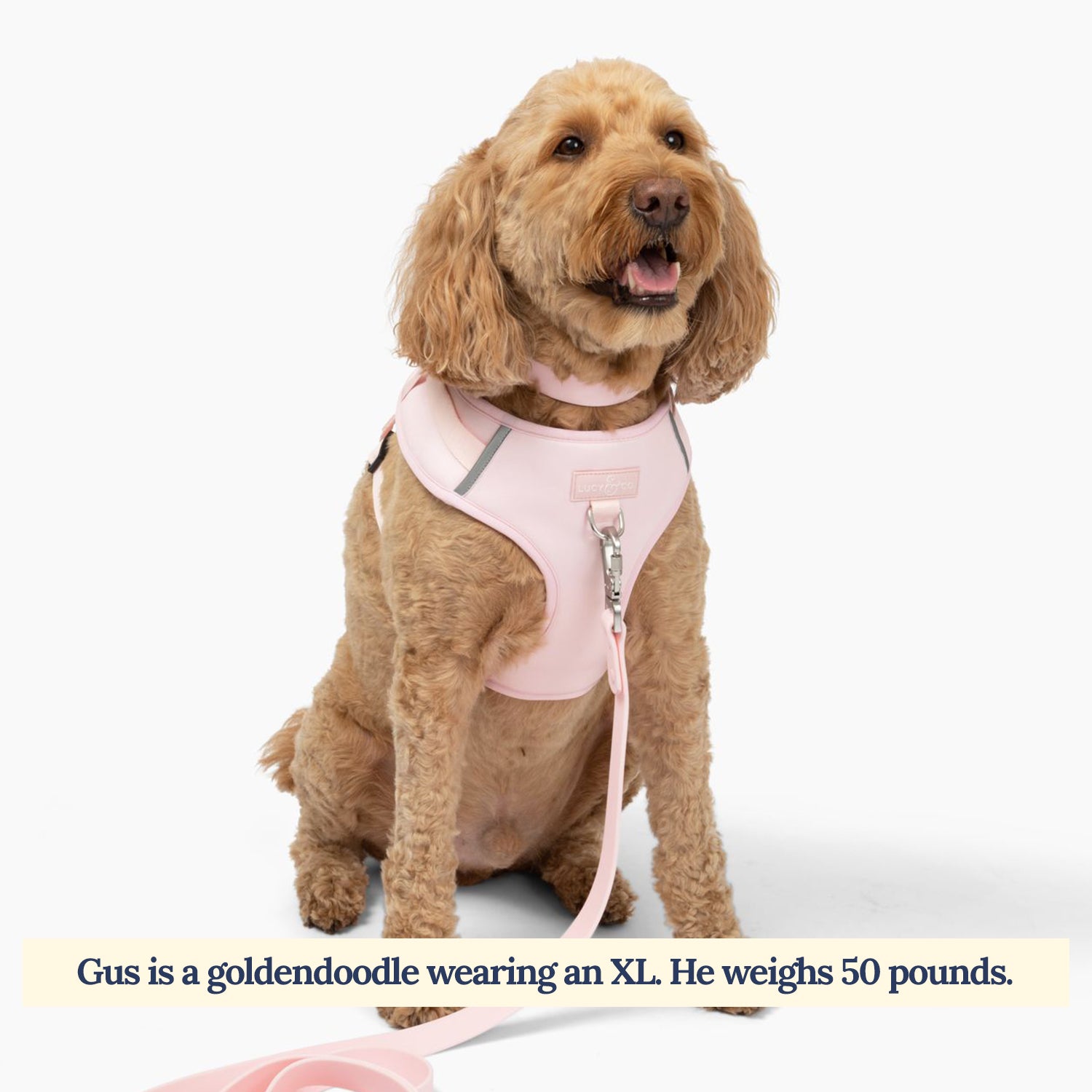 The Rosewater Pink No-Pull Neoprene Dog Harness Lucy