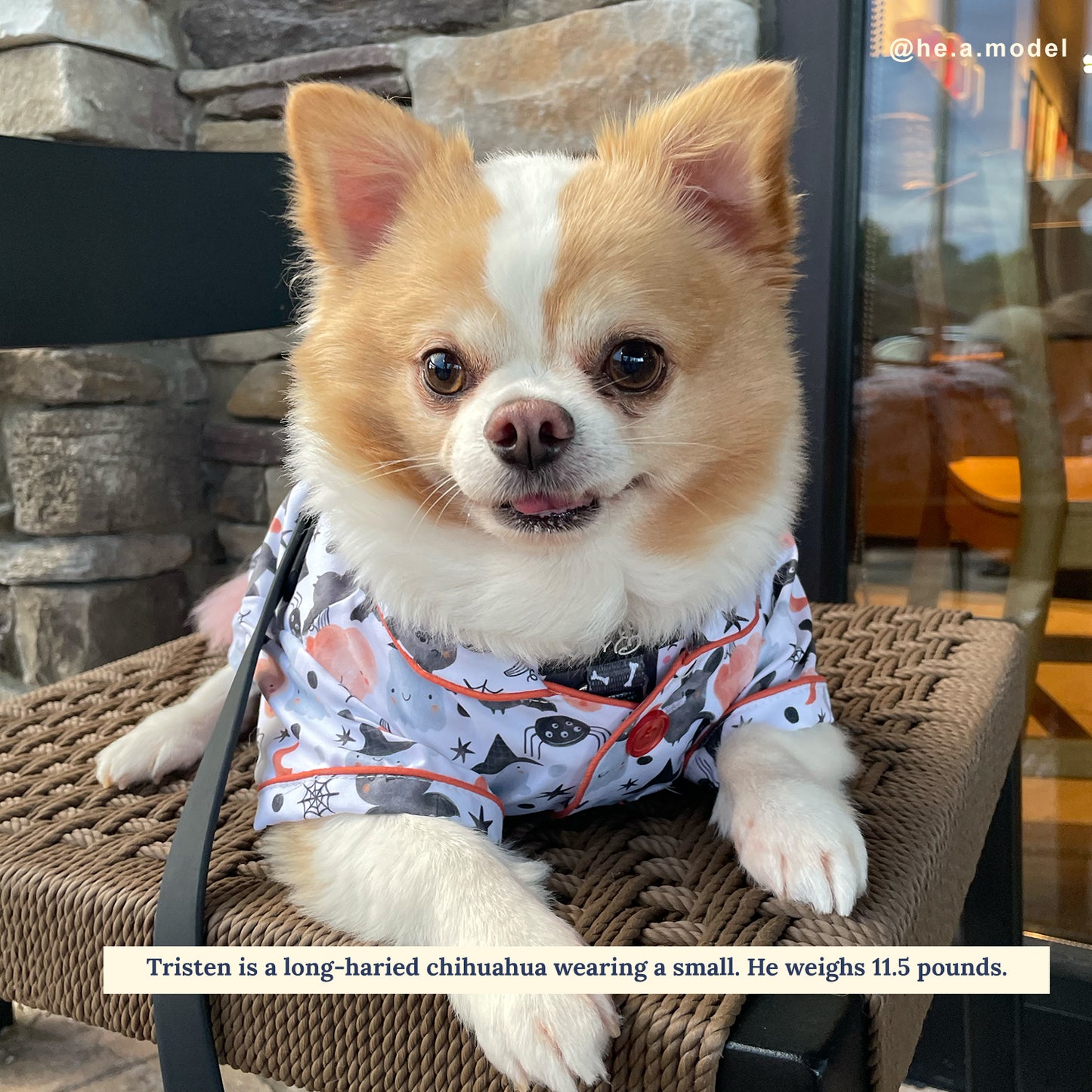 Halloween Night Dog Pajamas + Human Eye Pillow