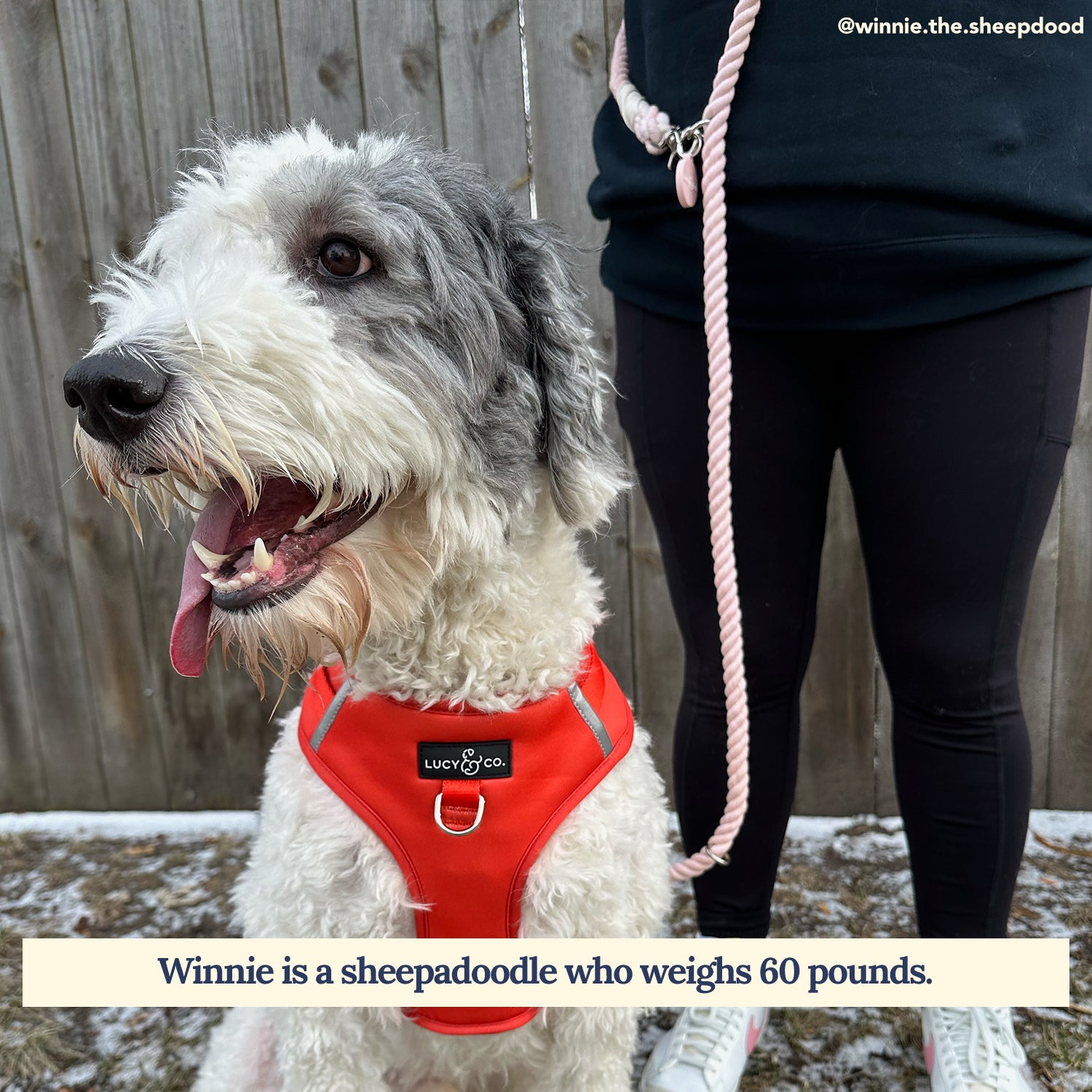 Hands-Free Rope Leash – Lucy & Co.