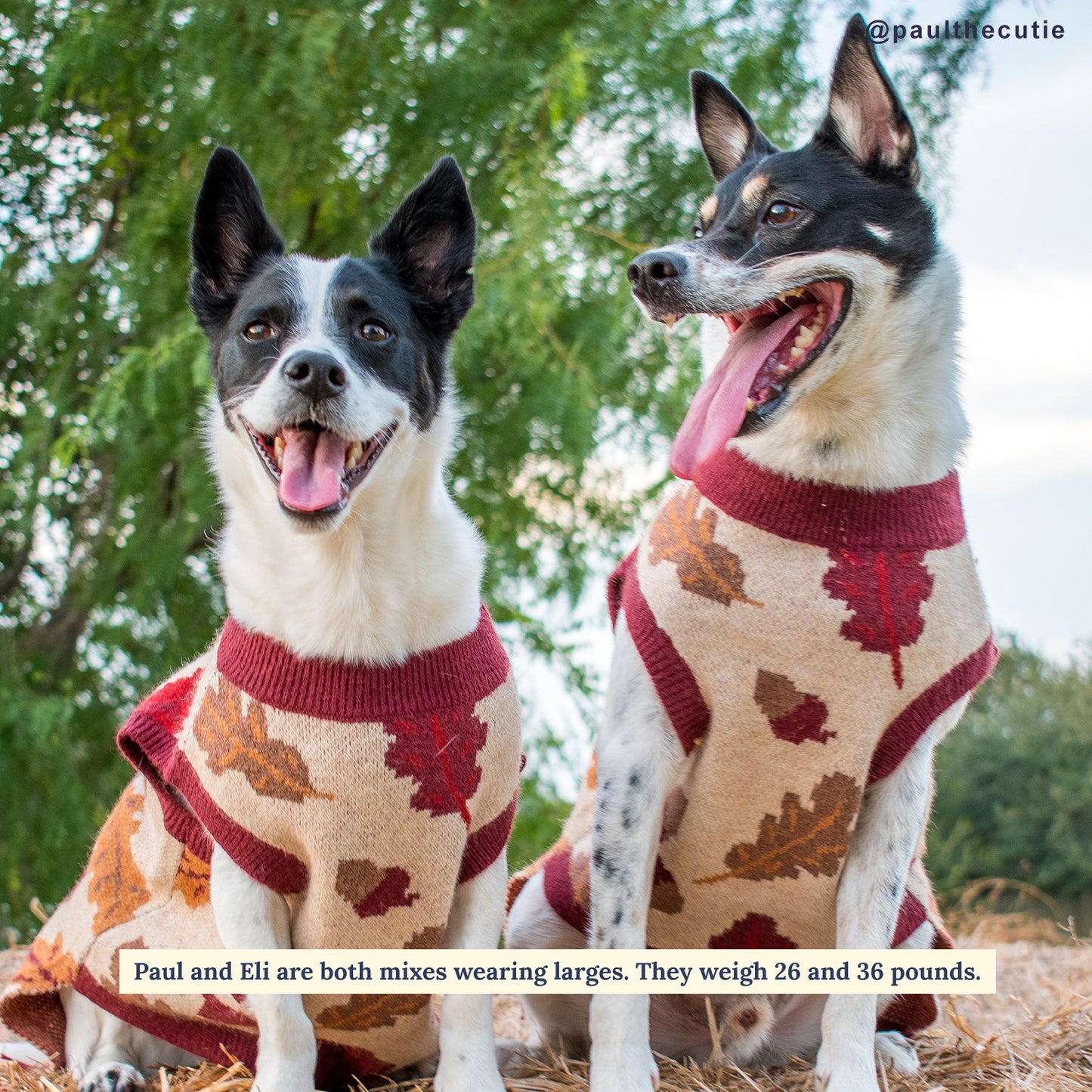 The Unbeleafable Sweater