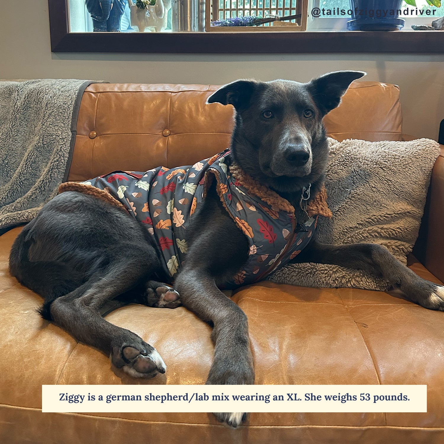 Louis Pup Tie Dye Vest