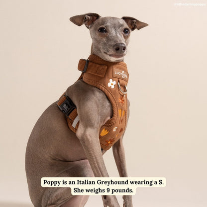 Italian Greyhound wearing a brown corduroy Lucy & Co. no-pull dog harness with floral meadow print and adjustable straps