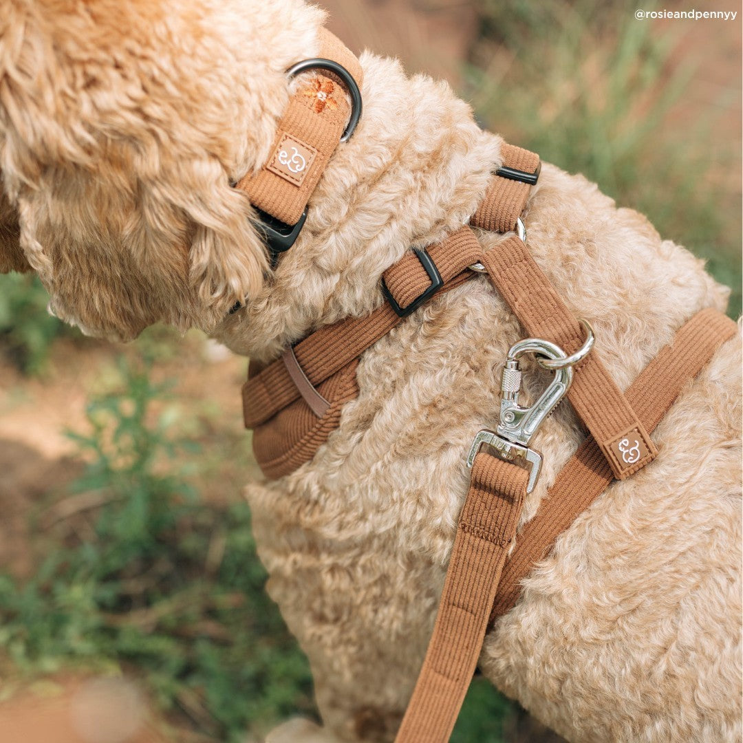 Lucy & Co. Chocolate Meadows brown corduroy no-pull dog harness with front and back leash attachment points on a dog.