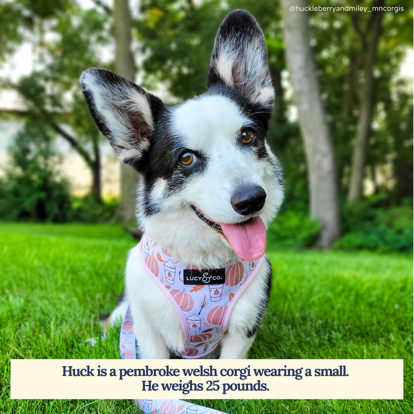 Awesomely Autumn Reversible Harness