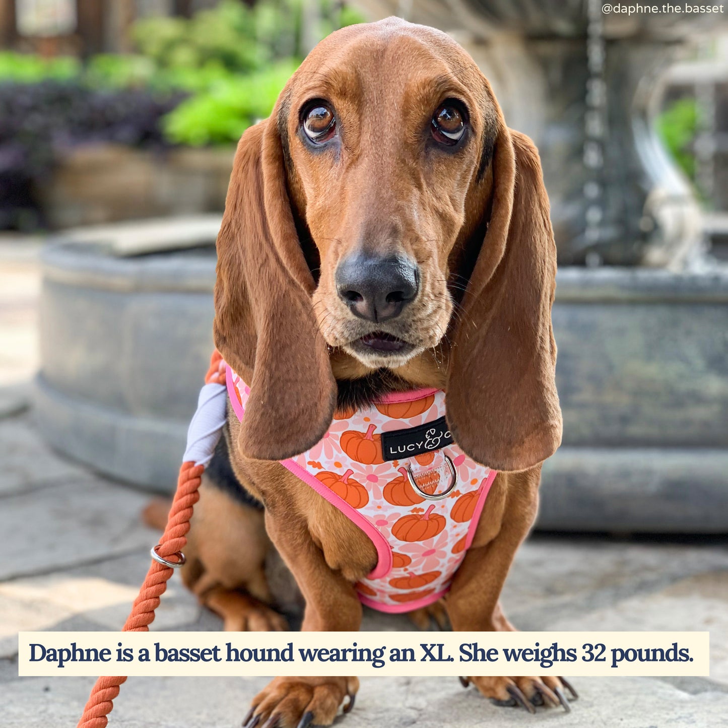 Sugar & Pumpkin Spice No-Pull Harness