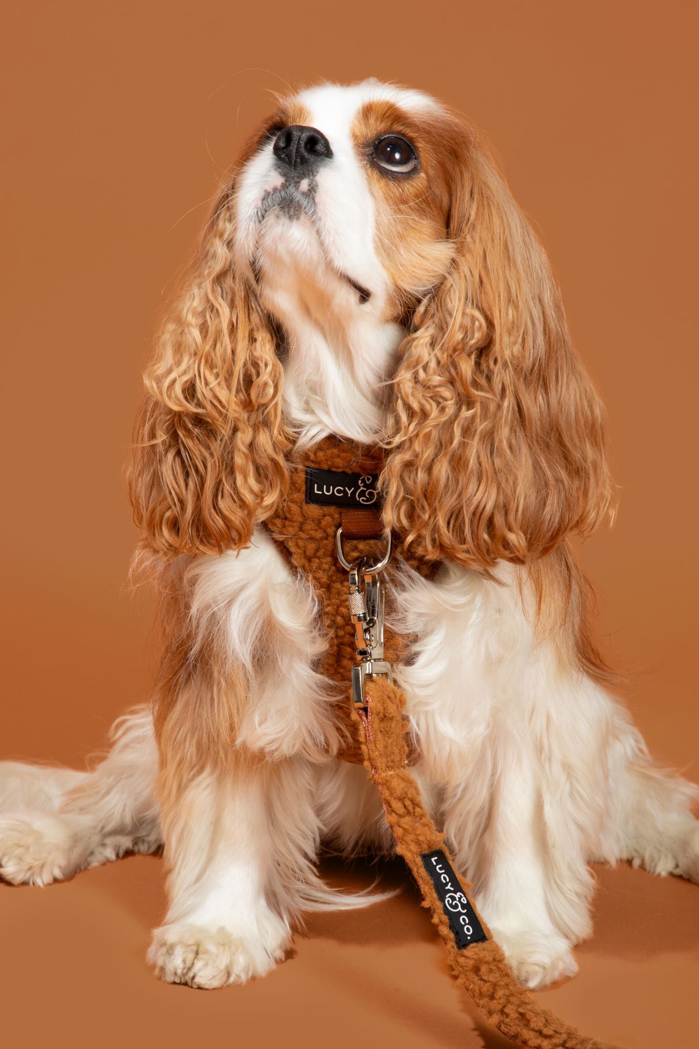 Cinnamon Teddy Leash