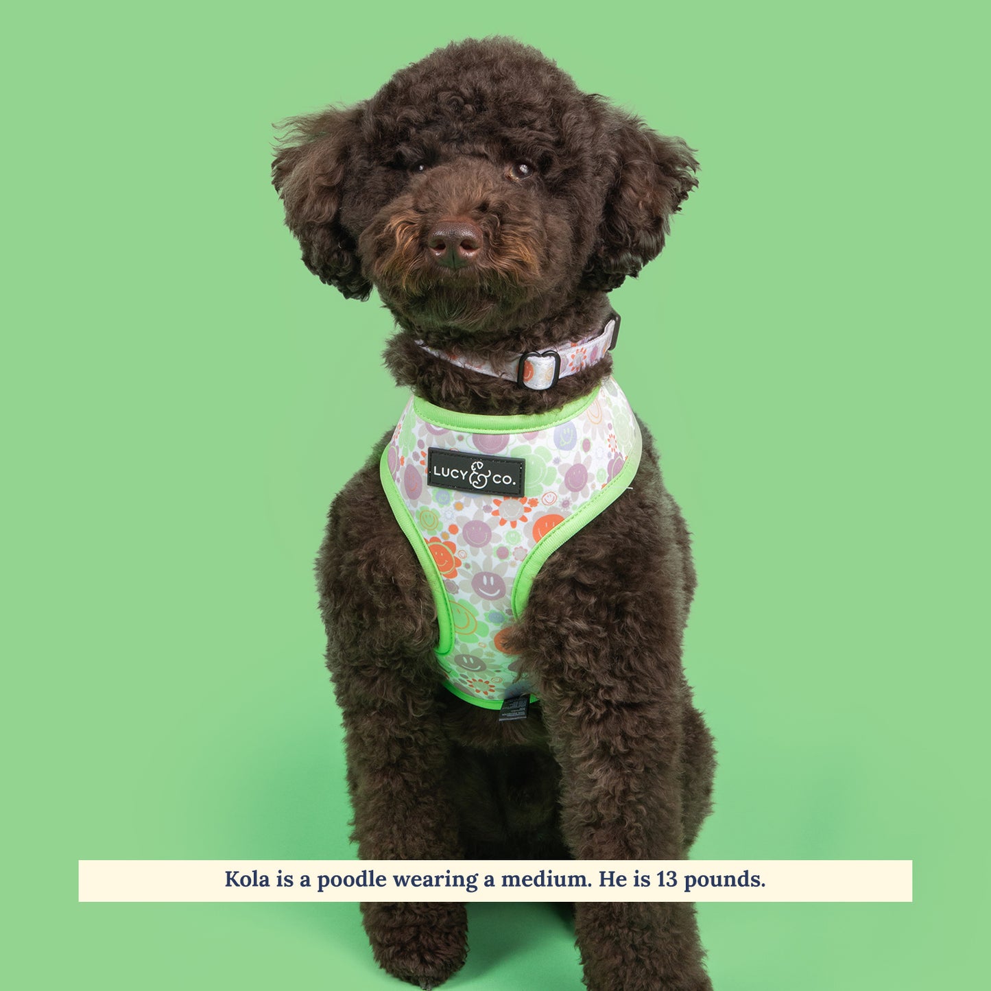 The Checked Out Reversible Harness