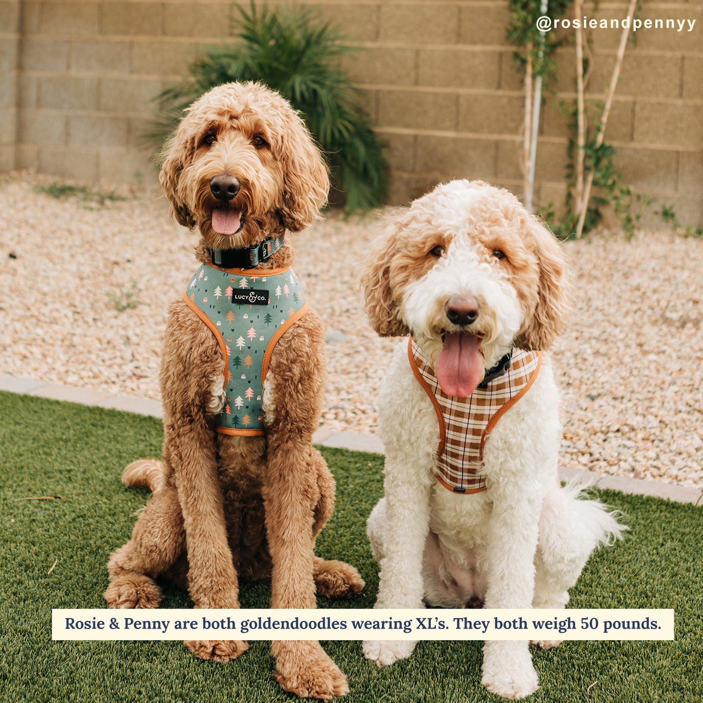 Take a Hike Reversible Harness