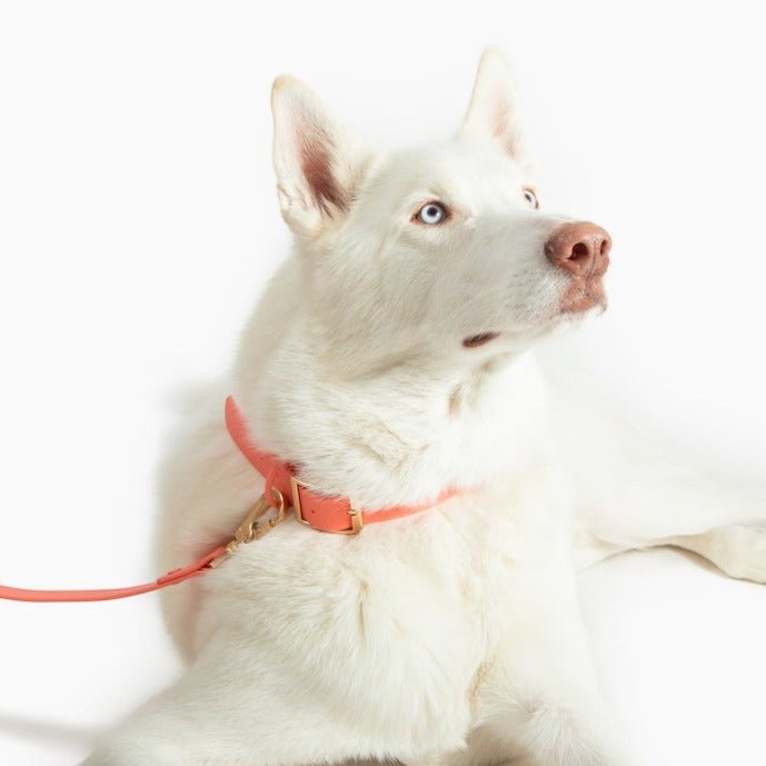Coral Waterproof PVC Collar