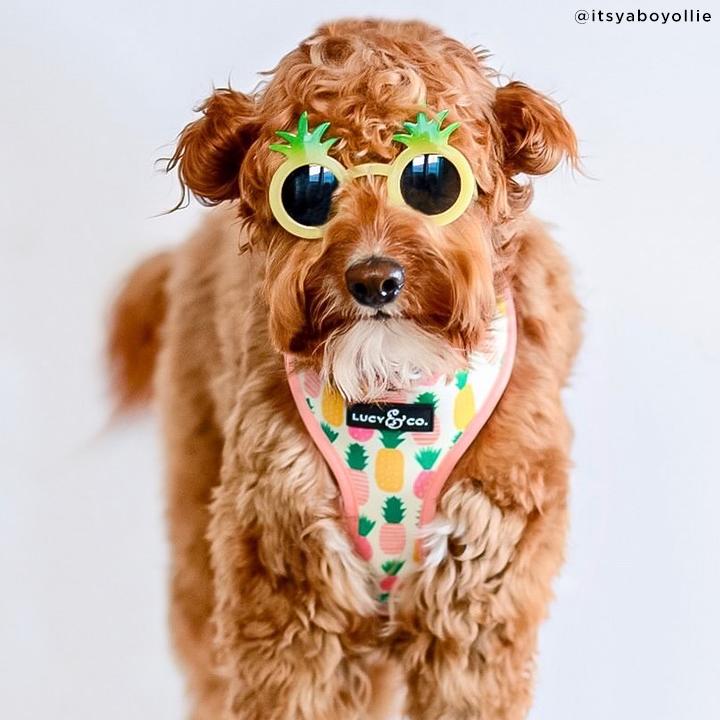 Poolside Chillin Reversible Harness
