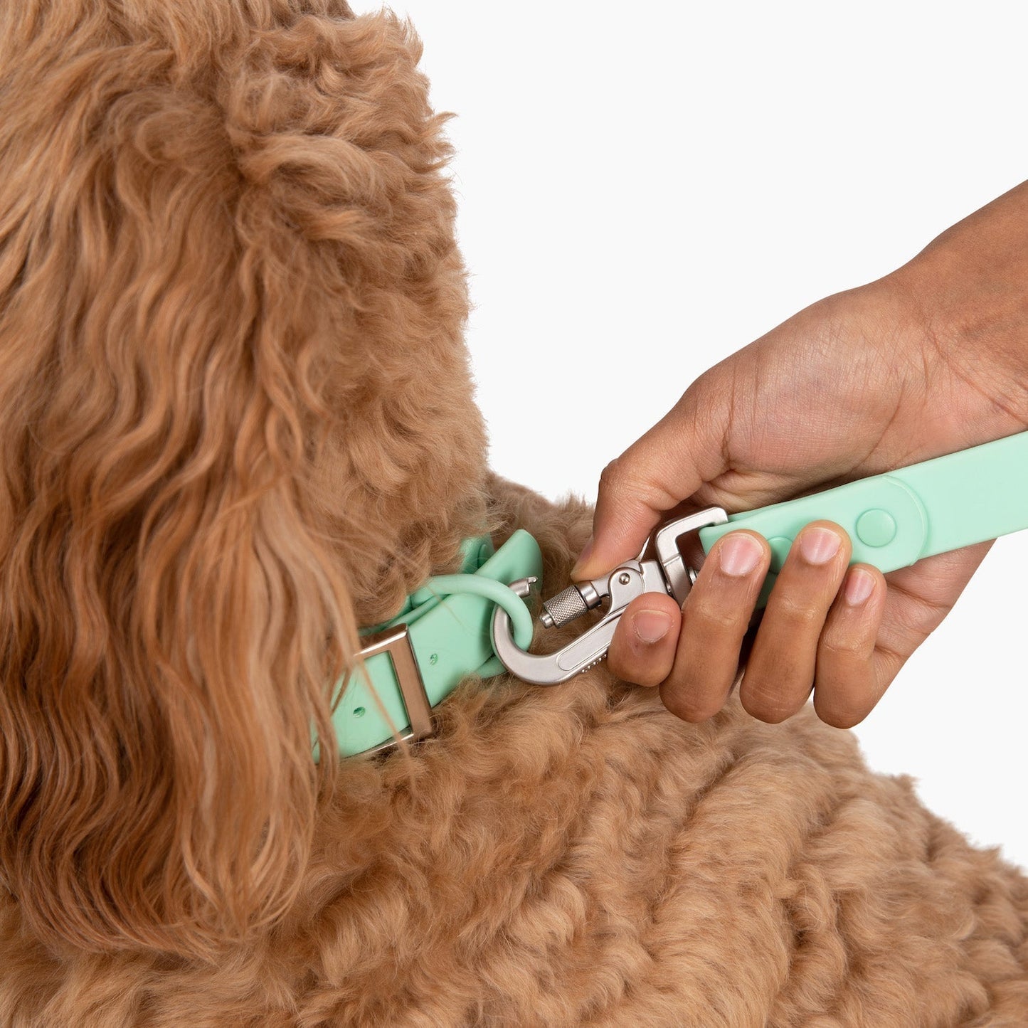 AS IS Tiffany & Co. Dog Collar & Leash