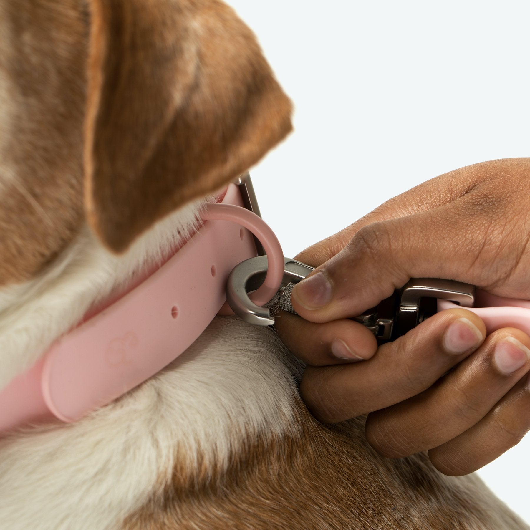 Pink Poo Bag Holder with Matching Collar and Lead Online