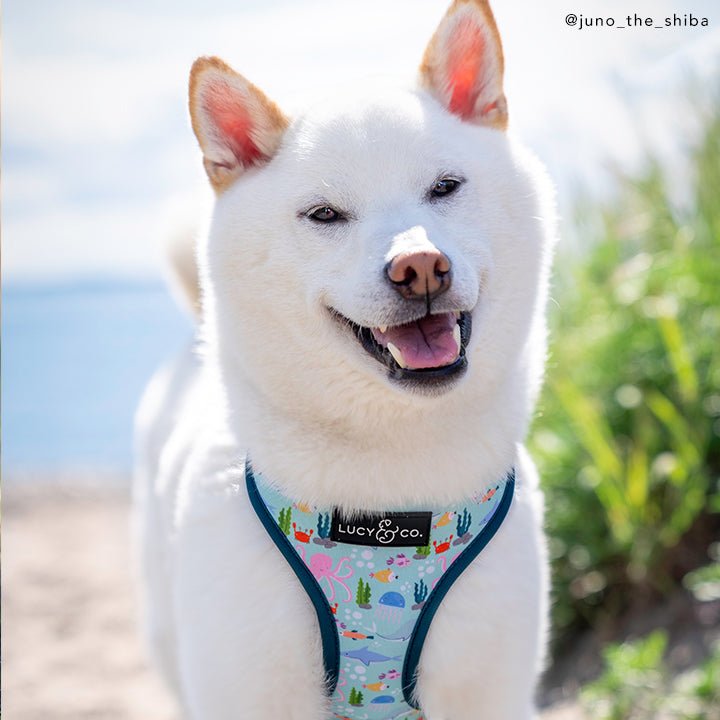 Feeling Fintastic Reversible Harness