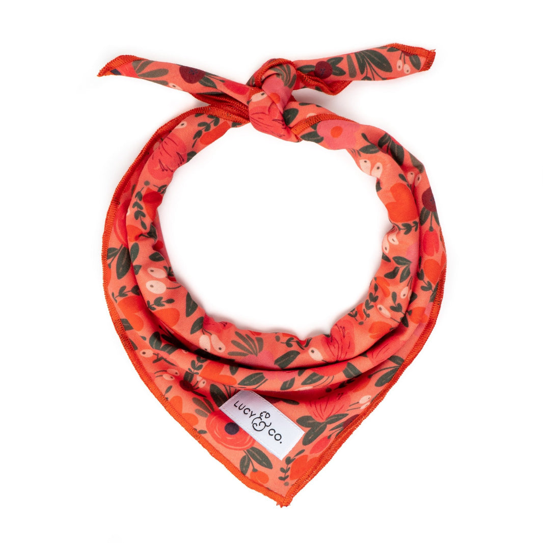 Shop Cute Dog Bandanas Lucy & Co.